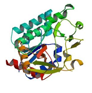 Protein Structure Not Found